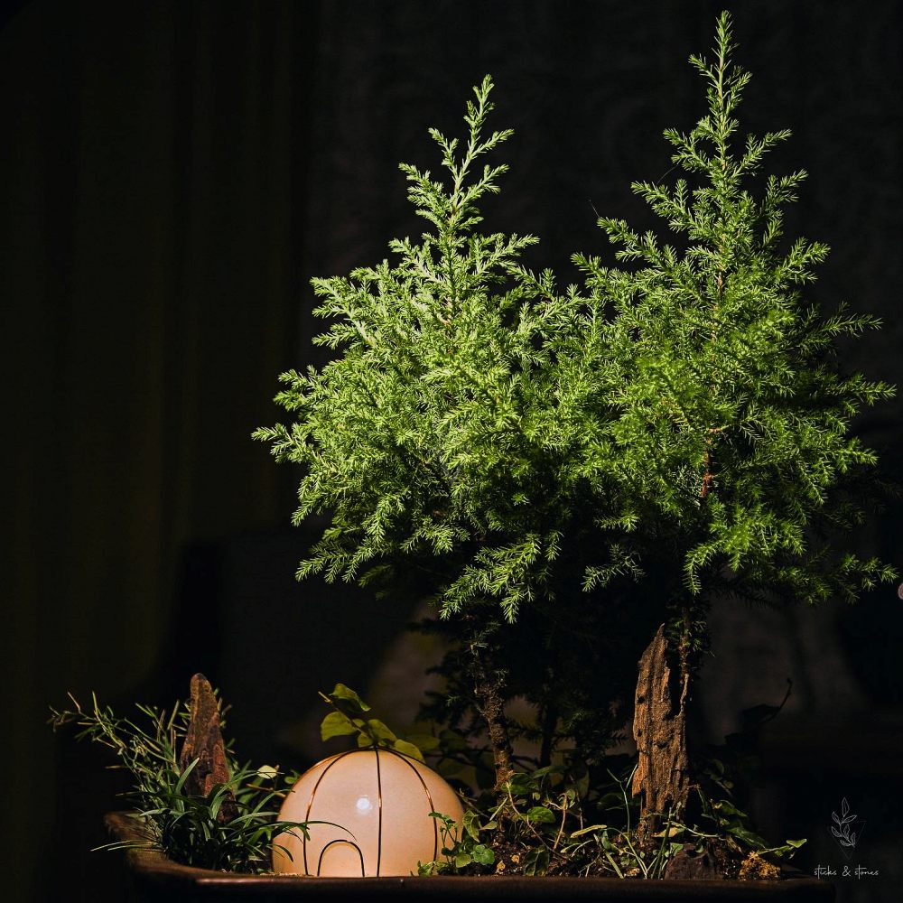 Latest Terrariums trends - That Plantsman
