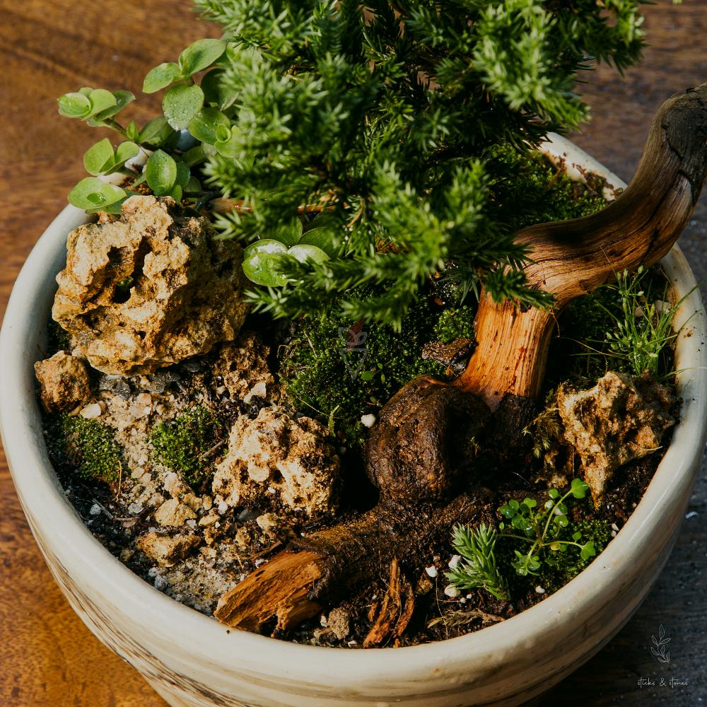 terrarium trends - that plantsman